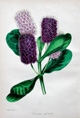 Paxton, Veronica speciosa (print not available), link to archive, Paxton section