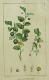 Turpin, Airelle Myrtille (bilberry-shrub)