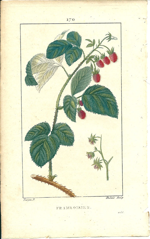 Turpin, Framboisier (Raspberry-Bush; Hindberry-Bush)