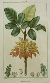 Turpin, Pistachio-tree