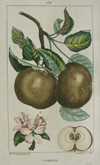 Turpin, Pommier (apple-tree)