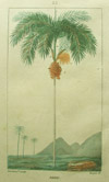 Arec, (dates & date palm)