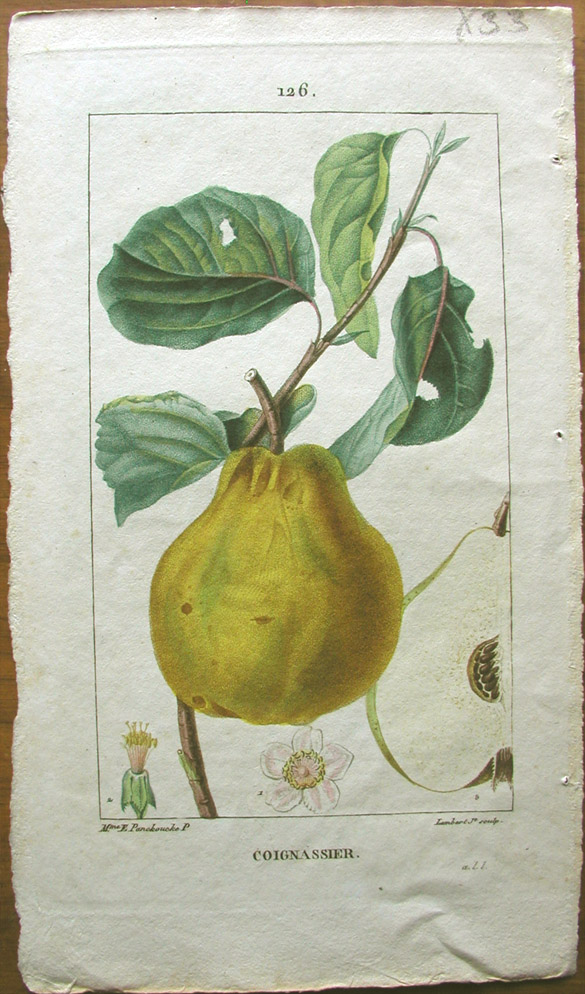 Turpin, Quince