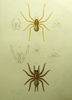 New Zealand Tunnelweb spider and link to Dictionnaire Universel d'Histoire Naturelle