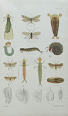 Hudson, Plate no. 11, NZ Neuroptera