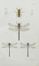 Hudson, plate 3, Dragonflies, NZ Neuroptera
