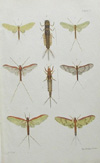 Hudson, plate 5, NZ Neuroptera