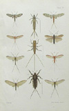 Hudson, Plate no.6, NZ Neuroptera