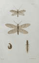 Hudson, plate 7, Alder–flies, NZ Neuroptera