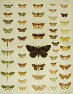 Hudson, plate VI, New Zealand Moths and Butterflies