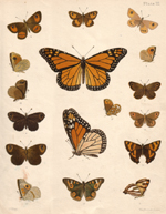 Hudson, plate XI, New Zealand Moths and Butterflies