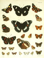 Hudson, Papilionina link to Hudson page