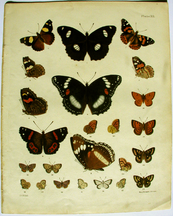 George Vernon Hudson's Plate XII, Papilionina