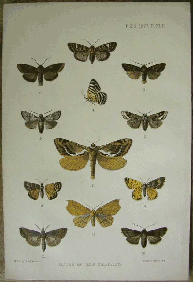 New Zealand Moths