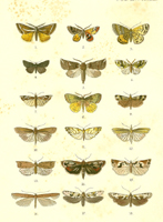 PZS, Moths of New Zealand, Pl. XLIII