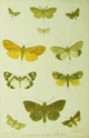 New Andaman & Nicobar Lepidoptera, Pl. LIX
