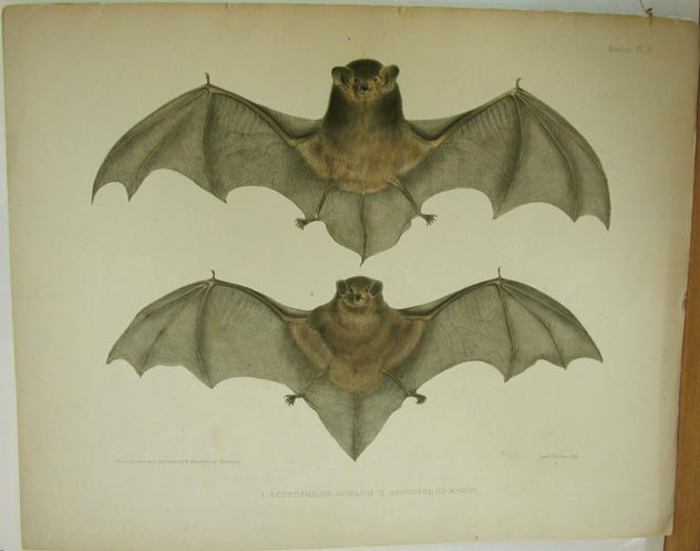 Gould's Bat, Chocolate Bat
