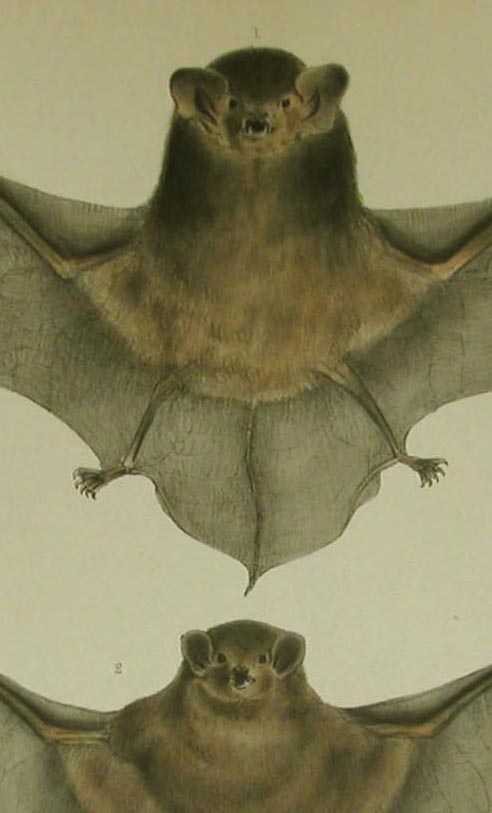 close-up Gould's Bat, Chocolate Bat