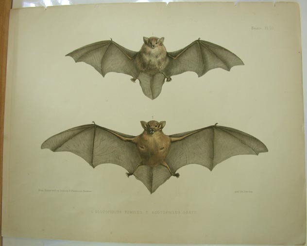 Eastern Forest Bat, Little Broad-nosed Bat