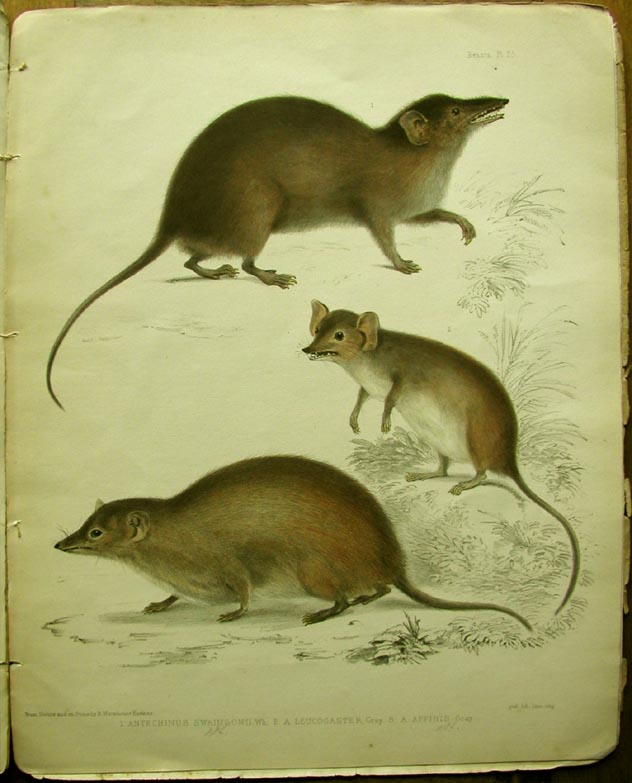 Broad-footed Marsupial Mice