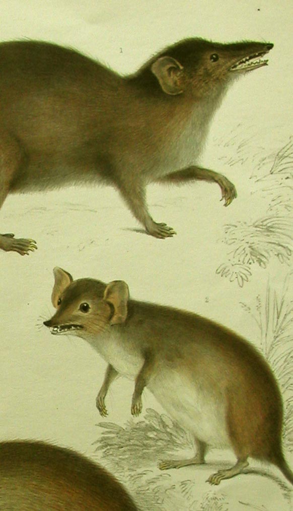 close-up Broad-footed Marsupial Mice