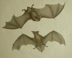 Erebus & Terror, NZ Bats, ¹ Shor-tailed Bat, Mystacina tuberculata, ² Molossus norfolcensis, Plate 22