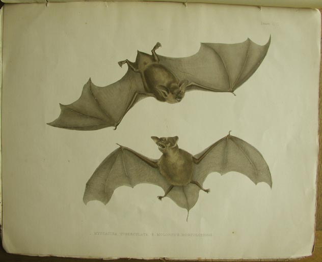 NZ bats