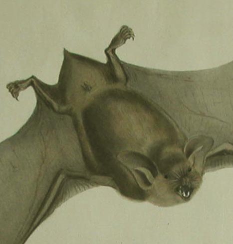 close-up bat 1