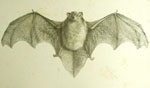 Scotophilus tuberculatus bat, LIII