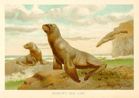 Smit, sea lions