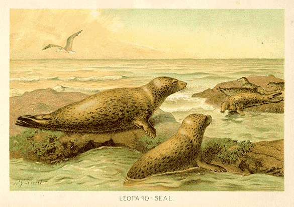 Smit, leopard seal