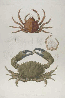 d'Urville, crabs and link to d'Urville page