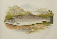Houghton, Salmon (Male)