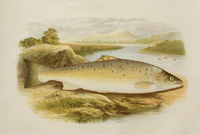 Salmon Trout (var)