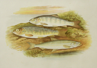 Houghton, Young Trout, Salmon Parr, Smelt