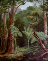 New Zealand Forest (Bush) Vegetation