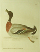 Mallard duck, link to archive, Lewin section