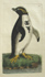 Crested Penguin, link to Shaw & Nodder prints