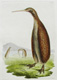 First known image of the Kiwi (print not available), link to Shaw and Nodder page